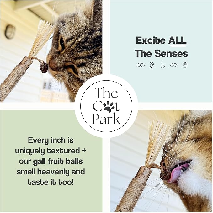 The Cat Park Silvervine Sticks for Cats 5 Pcs, Natural Catnip Cat Chew Toys for Indoor Cat Teeth Cleaning, Aggressive Chewers, Kitten Teething Matatabi Chew Stick Cat Toys, Silvervine for Cats