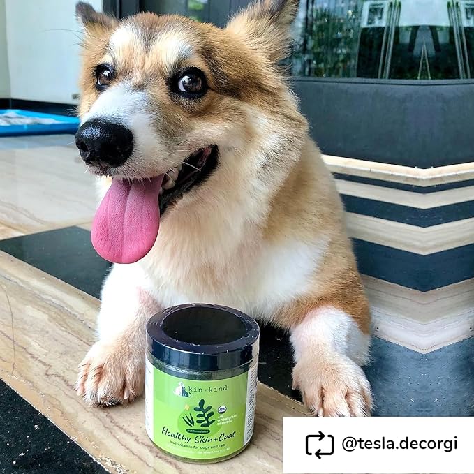 kin+kind Skin and Coat Supplement for Dogs & Cats – Natural Vitamin Supplements with Organic Ingredients for Shiny Fur, Moisturized Skin & Overall Pet Wellness – Dog Essentials & Cat Essentials – 4oz