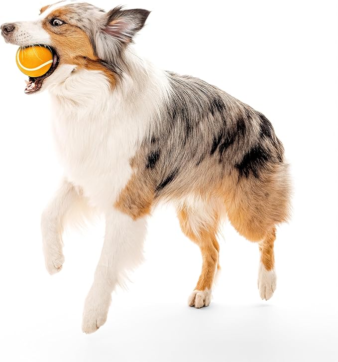 Playology Dog Toys | Squeaky Chew Ball - Bouncy Durable Floating Fetch Ball for Dogs | Jumbo Cheddar Cheese Scented Toy - Easy to Clean and Made from Non Toxic Materials