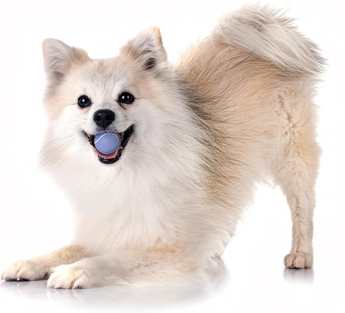 Playology Dog Toys | Squeaky Chew Ball - Bouncy Durable Floating Fetch Ball for Dogs, Value 3-Pack | Small Blueberry Scented Toy - Easy to Clean and Made from Non Toxic Materials