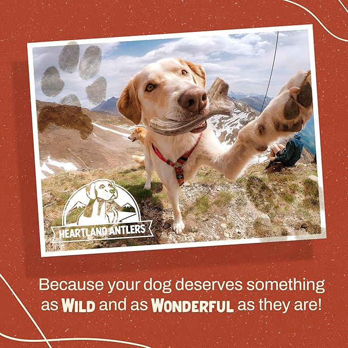 Heartland Deer Antlers for Dogs - Daily Dental Care Chews for Aggressive Chewers to Reduce Plaque & Prevent Destructive Behavior (Splinter Free, Medium, 5–6", 1-Pack, Grade A, USA Made)