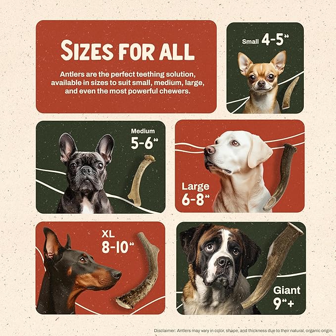 Heartland Deer Antlers for Dogs - Daily Dental Care Chews for Aggressive Chewers to Reduce Plaque & Prevent Destructive Behavior (X-Large, 8-10", 1-Pack, Grade A, USA Made)