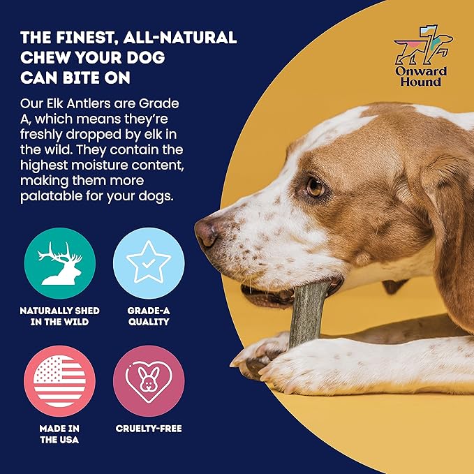 Onward Hound Elk Antlers for Dogs, 8"+ XXL 1-Pack, Grade A Long Lasting Chew for Aggressive Chewers, Premium USA Naturally Shed Antler - Healthy, No Odor, Durable Dog Chew for 90lb+ Breeds