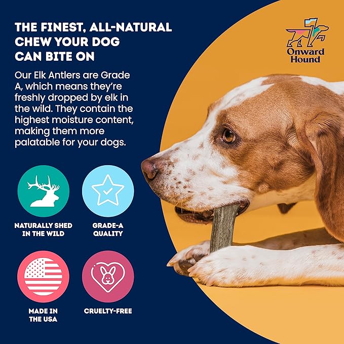 Onward Hound Elk Antlers for Dogs, 7"+ Large 1-Pack, Grade A Long Lasting Chew for Aggressive Chewers, Premium USA Naturally Shed Antler - Healthy, No Odor, Durable Dog Chew for 30-65lb Breeds